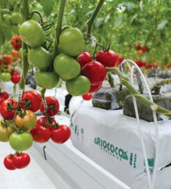 Riococo Lanka (Pvt) Ltd