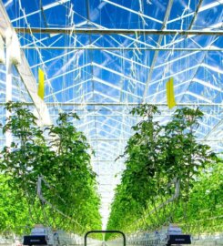 Biogrow Lanka Pvt Ltd