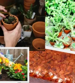 Bio Substrate (Pvt) Limited